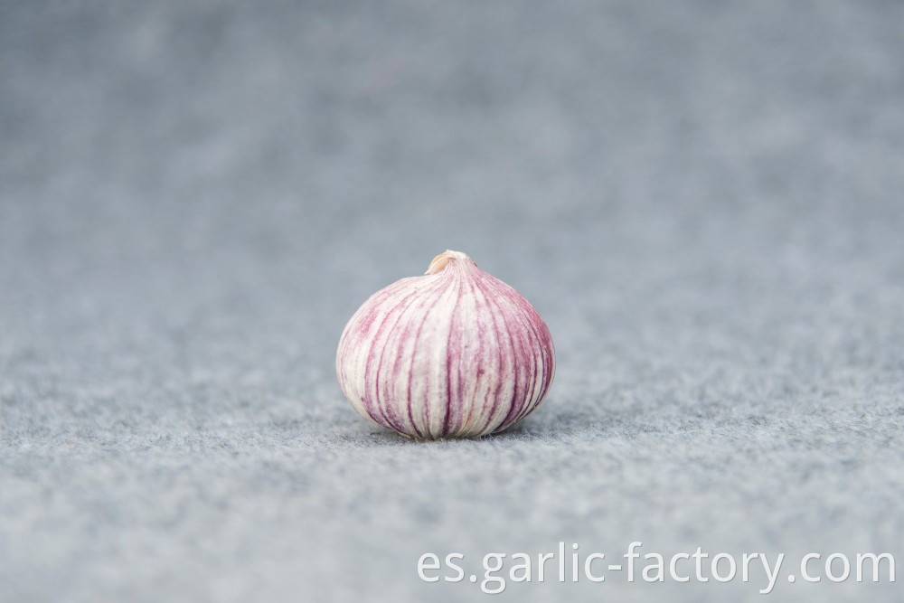 High quality fresh single clove garlic